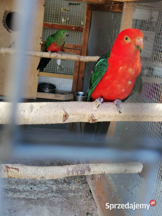 Papugi królewskie szkarłatki para Sulbiny sprzedam