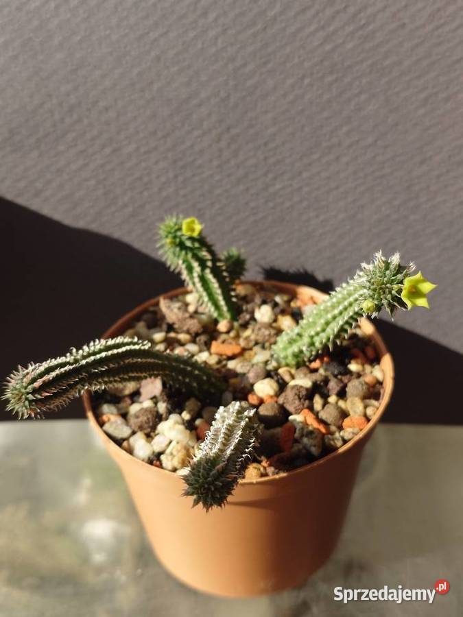 Echidnopsis chrysantha sukulent miniatura Warszawa