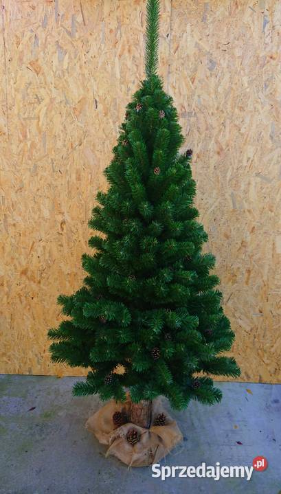 Choinka w donicy TUJA Wąska 160 NOWOŚĆ Gniazdów