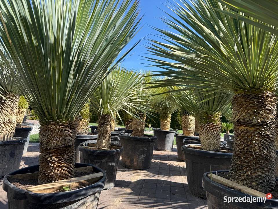 Yucca Rostrata juka Rostrata mrozoodporna do Pozostałe Dudki