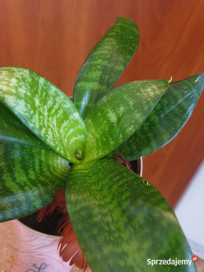 Roślina doniczkowa sansewieria
