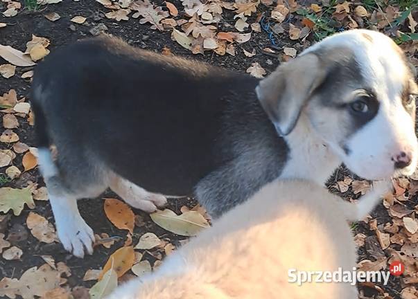 Owczarek środkowoazjatyczki szczenię dolnośląskie