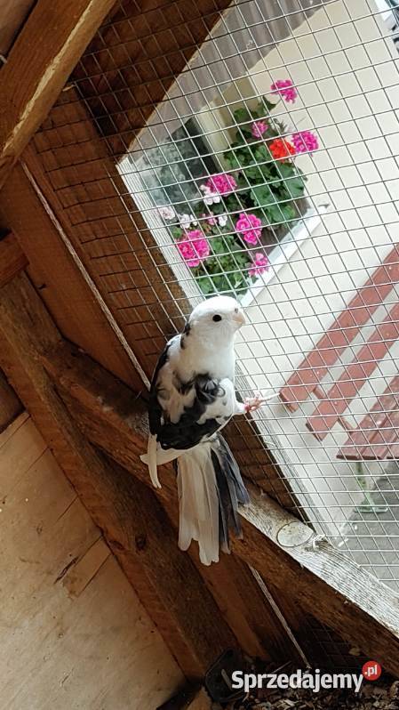 Sprzedam bądź zamienię Ptaki Drezdenko