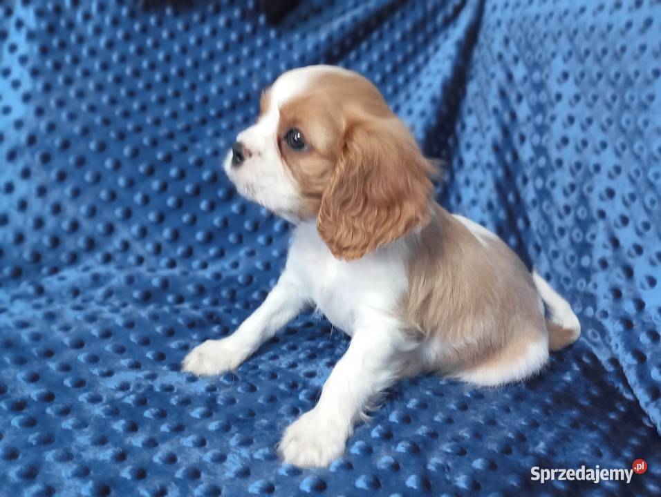 Cavalier King Charles Spaniel FCI Będzin