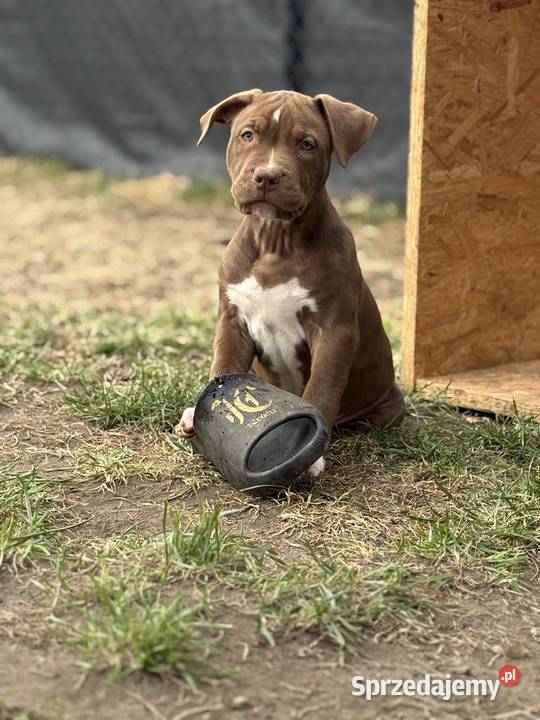 American bully xl abkc suczka szczeniak