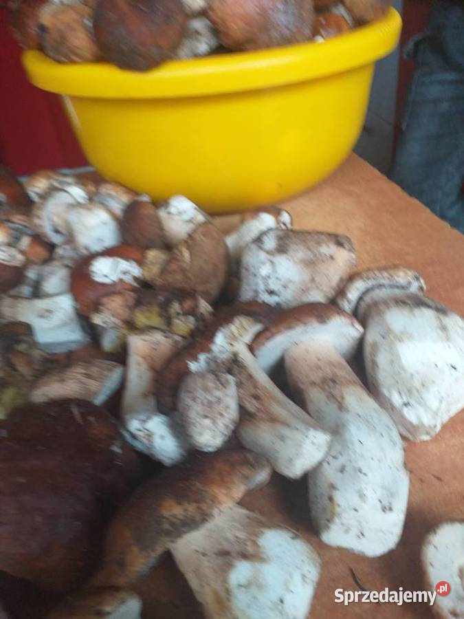 Grzyby świeże prawdziwki Zawoja