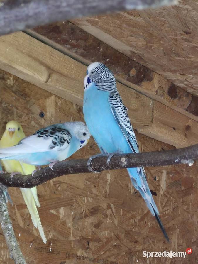 Papuga falista sprzedam
