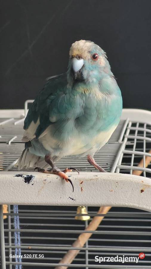 Ptak papuga kozia modrolotka niebieska Sosnowiec