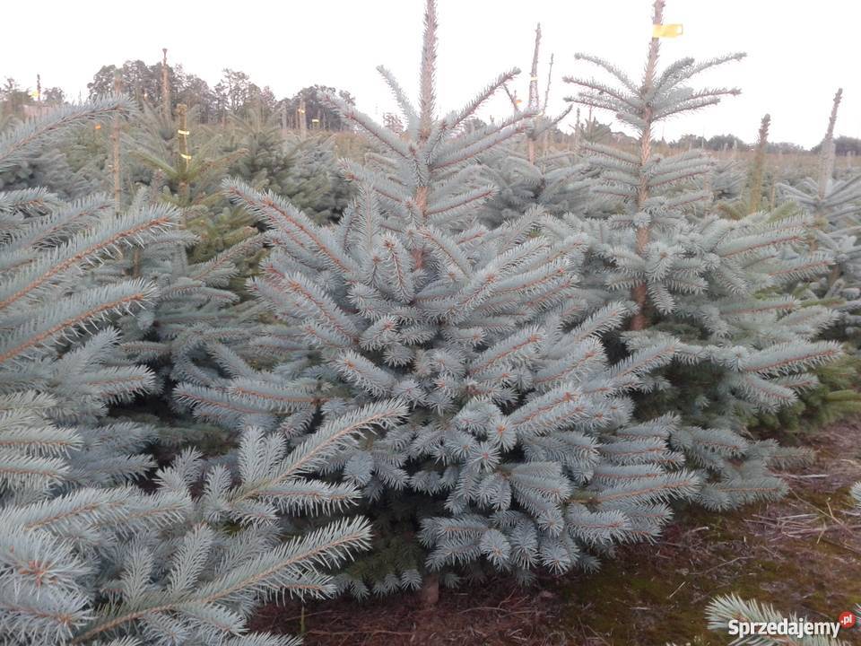 Świerk srebrny kaibab Świerk serbski omorica Rośliny Sierpc