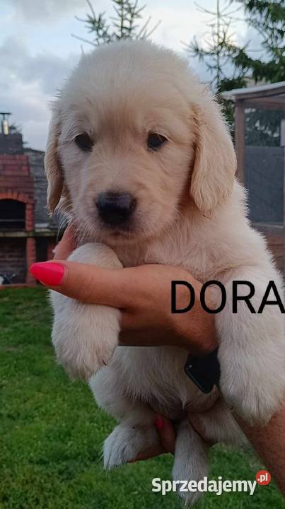 Golden Retriever gotowy do odbioru Rakoniewice