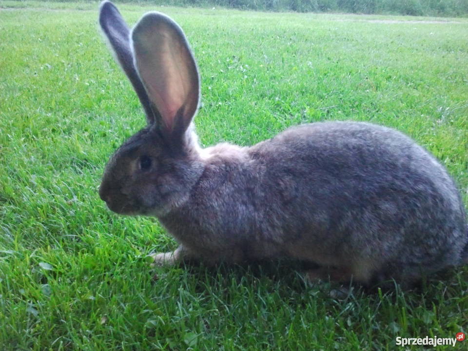 króliki OSC OSN BOS Zwierzęta Limanowa