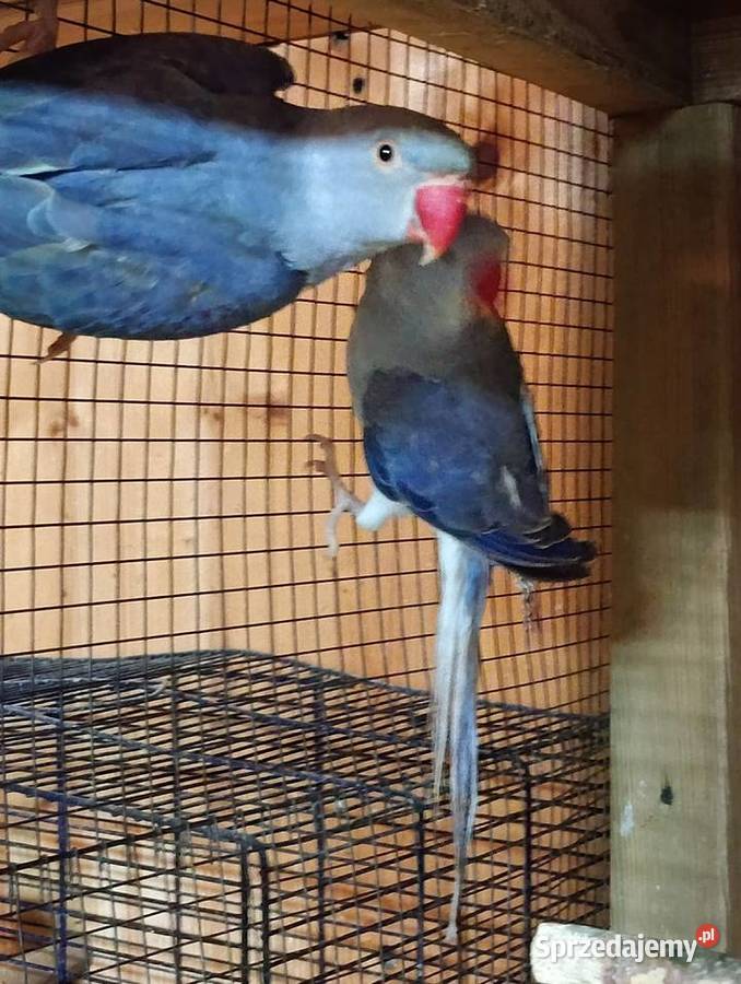 Aleksandretty GO Kamień Górowski sprzedam