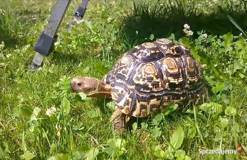 Żółw lamparci dolnośląskie Wrocław