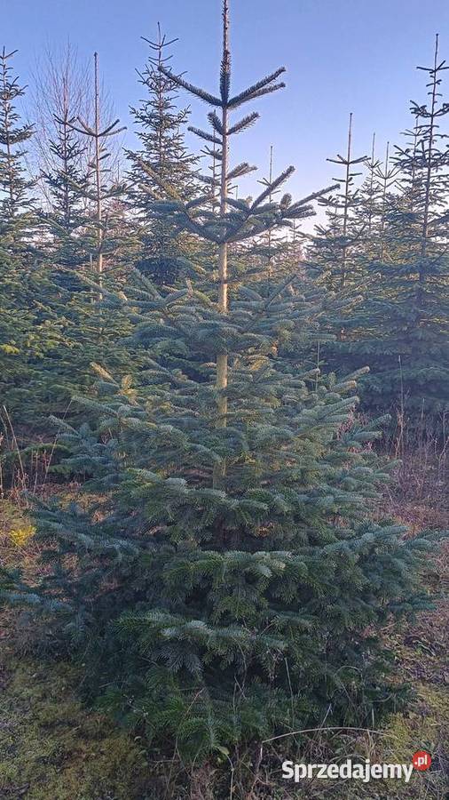 DUŻE Choinki na Święta BN 2025 Poznań i DARMOWA sprzedam