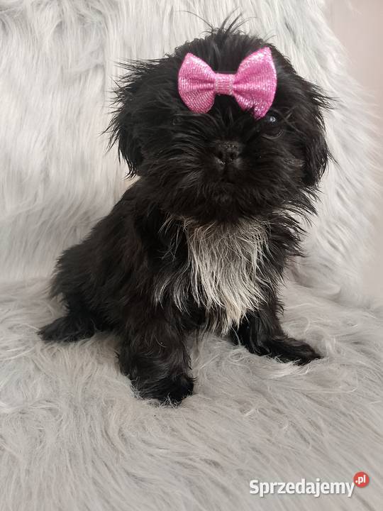 Suczka rasy ShihTzu opolskie Namysłów