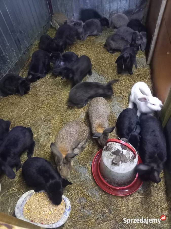 sprzedm kroliki Włocławek sprzedam