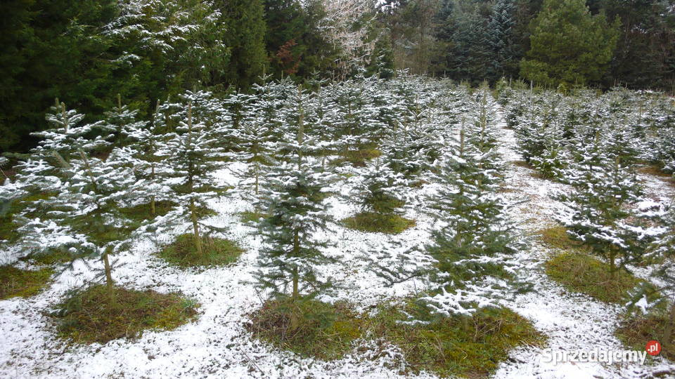 Choinki świerk jodłaGłębocko 20 gm Murowana Rośliny wielkopolskie Głębocko