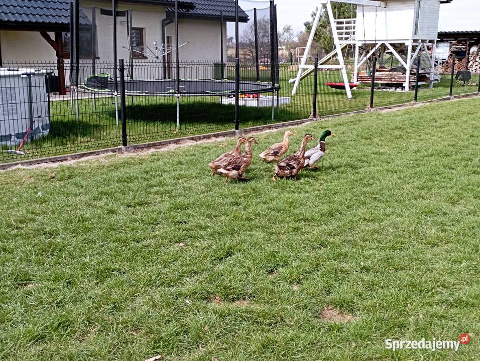 STAROPOLSKIE KaczoryKaczki Niosą Już JAJA Lęgowe Golasowice