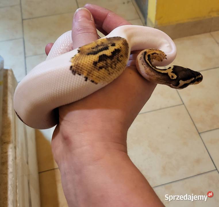 Sprzedam pytona królewskiego regius pastel pied Cieszyn