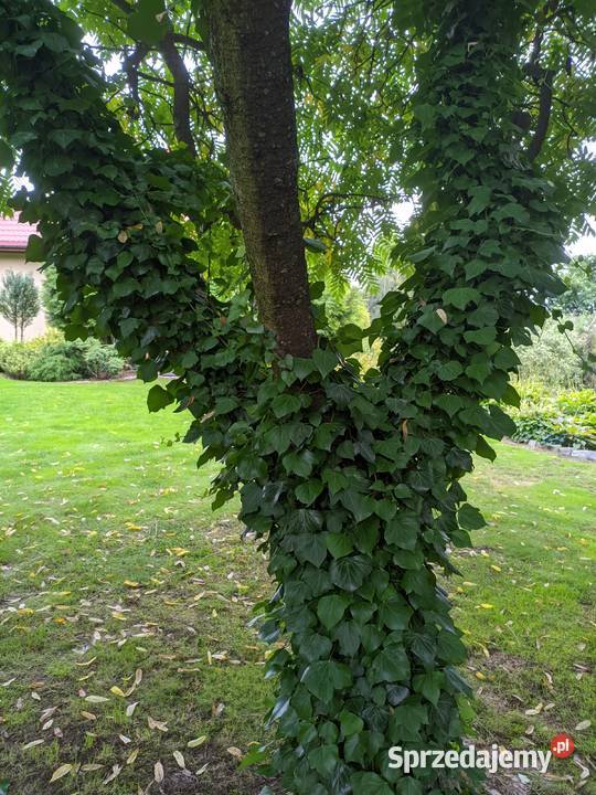 Bluszcz Hedera Helix zimozielony pnący Dom i Ogród Lublin sprzedam