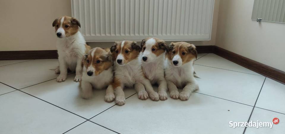 Owczarek Szkocki Collie lessie szczenięta wielkopolskie Ostrzeszów