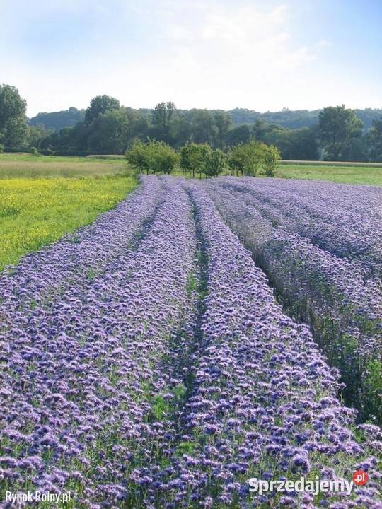 Facelia błękitna nasiona 8 zbiór 2024 Szczyty