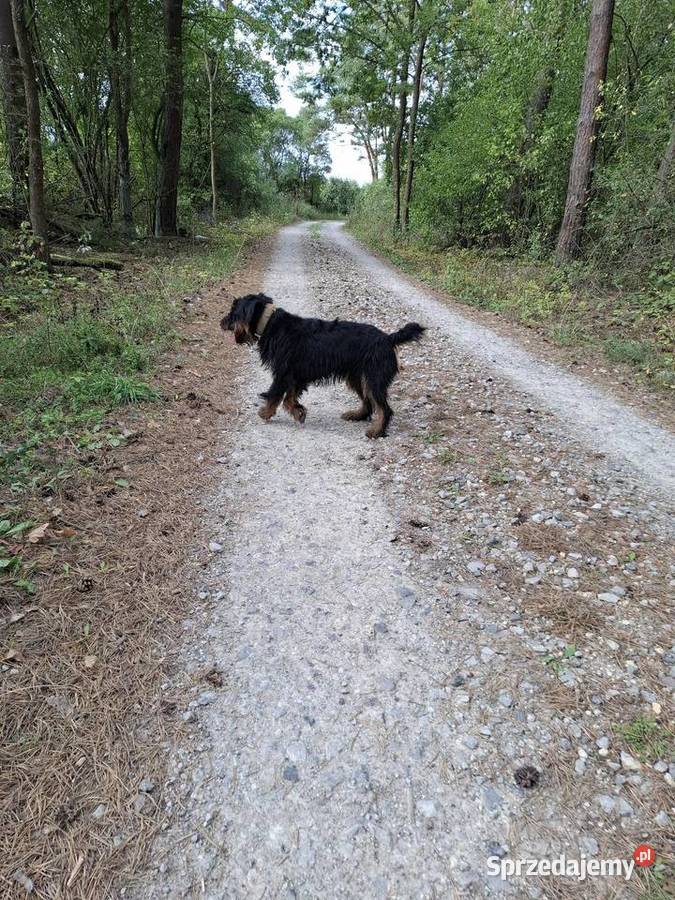 Terier Niemiecki Pies lubelskie Józefów nad Wisłą sprzedam