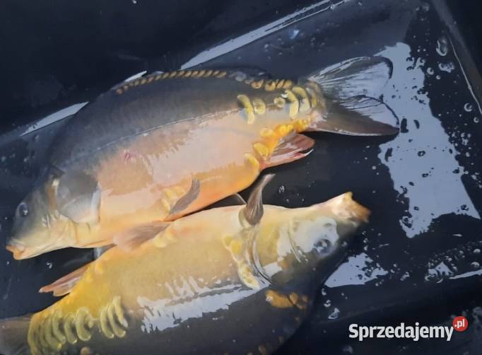 Karp handlowy 1525 Nysa