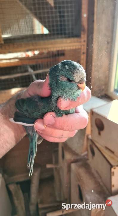 Modrolotka samica śląskie Jastrzębie-Zdrój