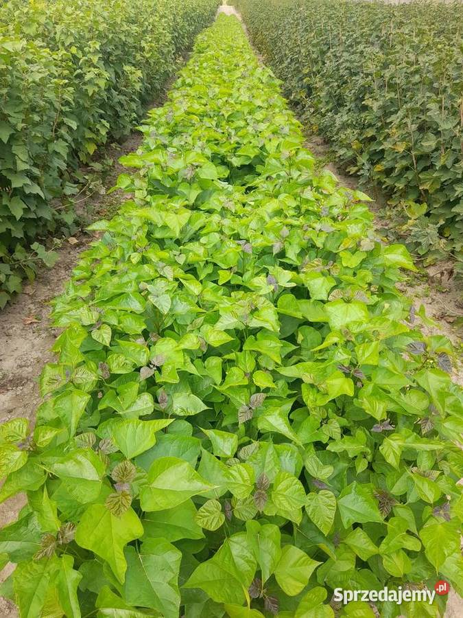 Sadzonki katalpy morwy białą czarna Chrząchów