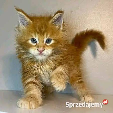 Kociak maine coon okazja Kraków sprzedam