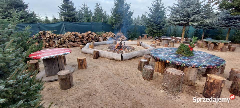 Dni otwarte na plantacji Mazowsze jodły świerki Osuchów