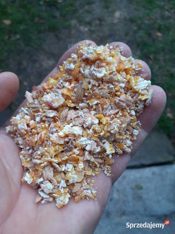 Pszenica pszenżyto owies jęczmien Nieborów