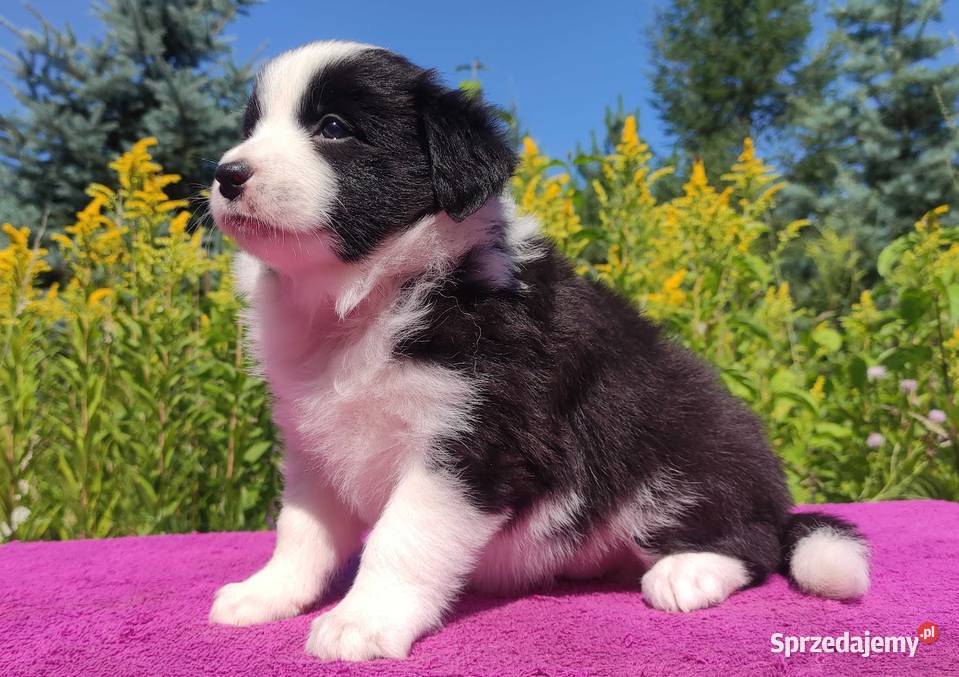 Piękna Rasowa suczka z pełną dok Szczeniak Iwonicz