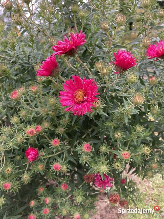 Aster różowy wieloletnie Lublin