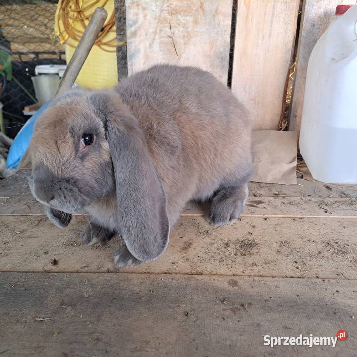 Sprzedam króliki rasowe hodowlane tuszki Dubiecko