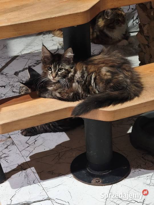 Śliczna kotka rasy Maine coon z rodowodem