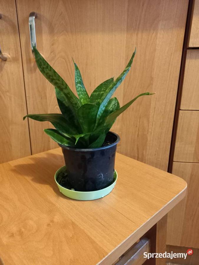 Kwiaty Sansewiera niska krzewiasta oczyszczacz Wyposażenie wnętrz