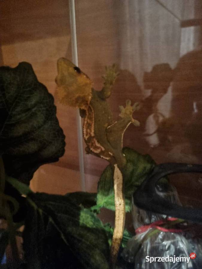 Gekon orzęsiony z terrarium małopolskie Bobrek