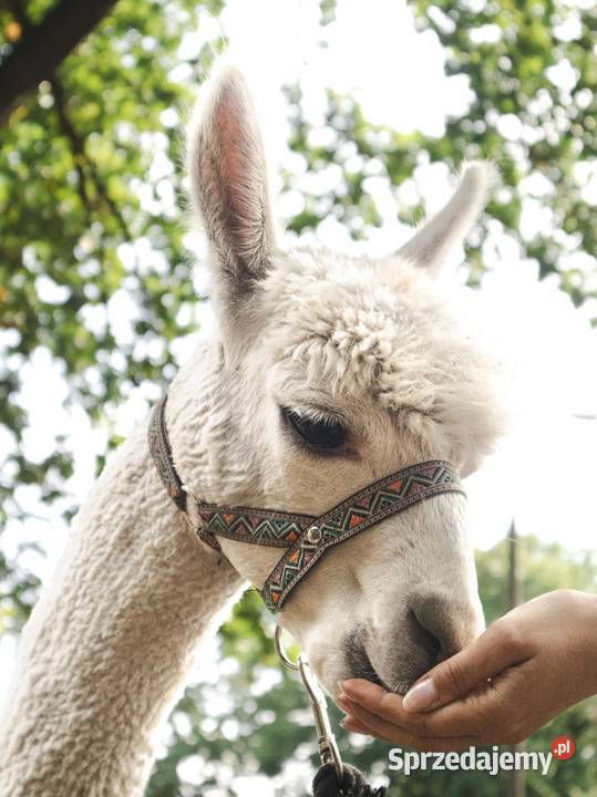 Sprzedam piękną alpakę samiec alpaki Warszawa sprzedam