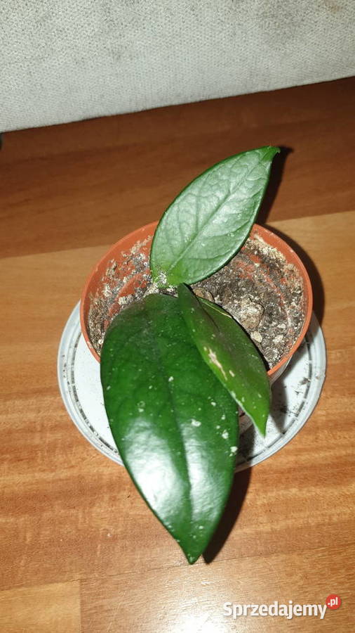 Hoya hoja kwiat rosnący 4