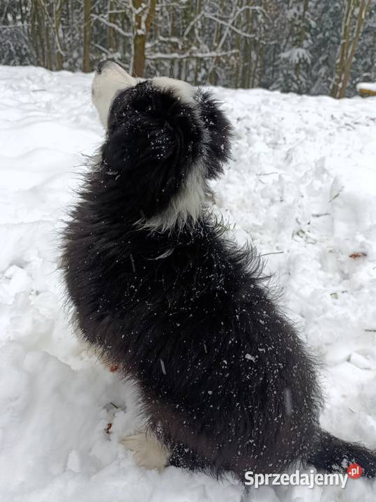 szczeniak pies BORDER COLLIE czarnobiały Skołyszyn