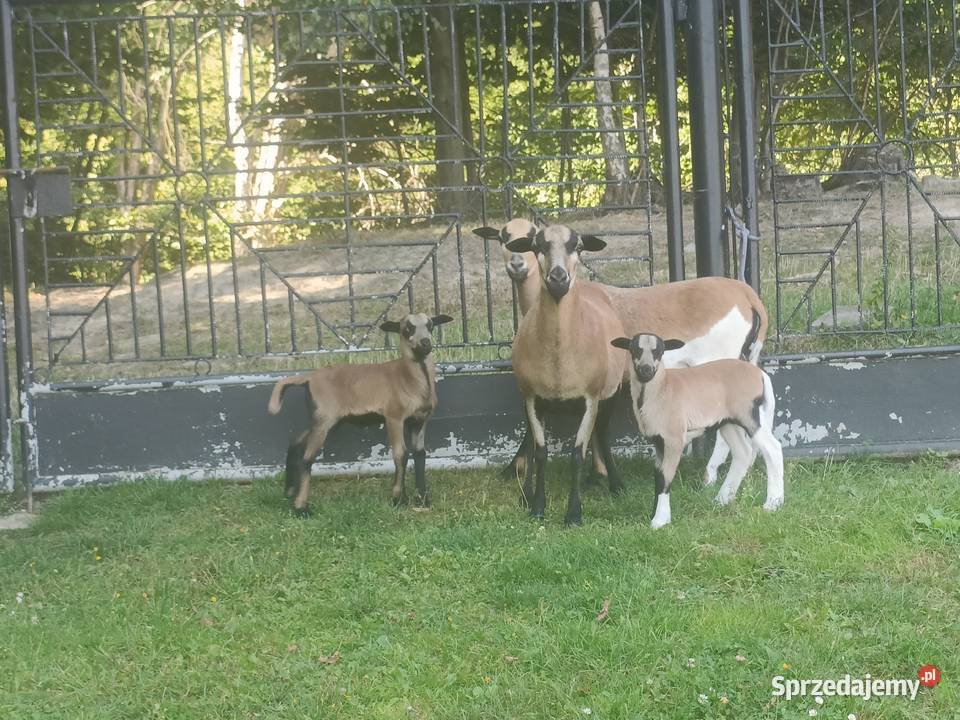 Owce kameruńskie Przydonica