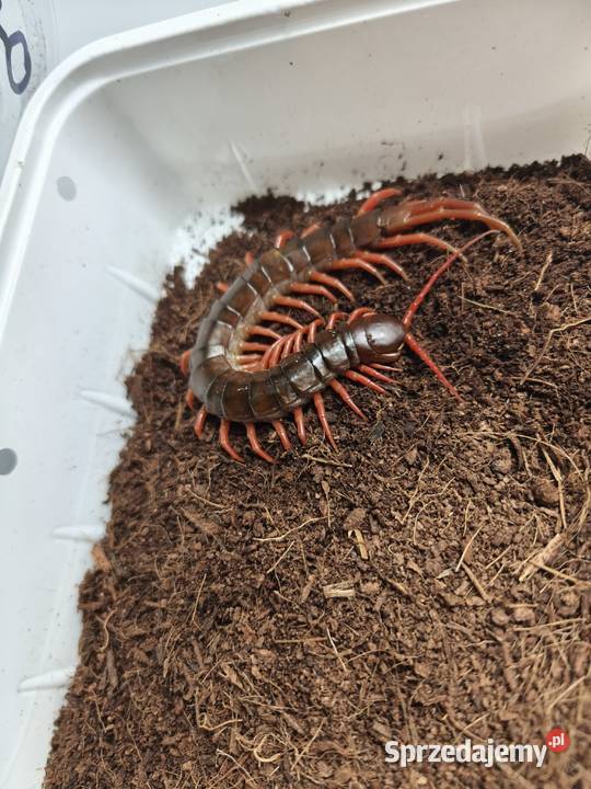 Scolopendra subspinipes egzotyczna stonoga Gady i płazy dolnośląskie Wałbrzych