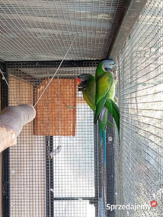 Aleksandretty chińskie parka gotowa na lęgi Dziuplina