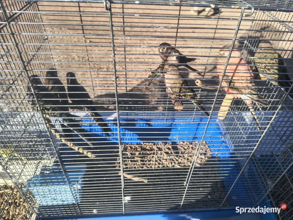 Papugi rózne Jaworowa