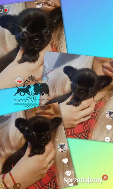 Chihuahua piesek długowłosy czarny rodowód Bełchatów