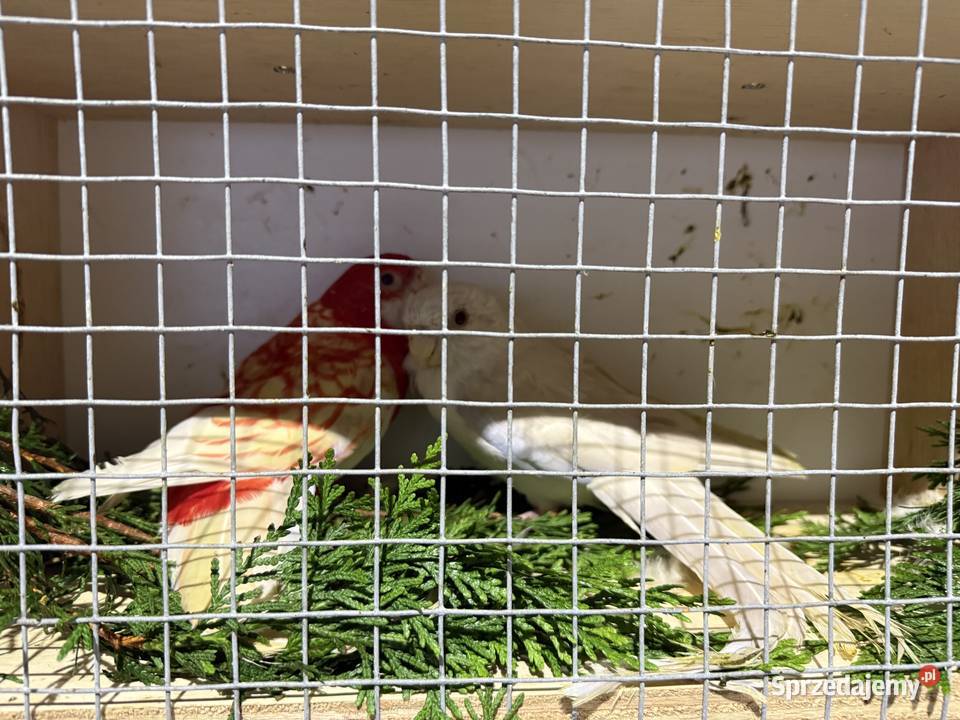 Częściowa likwidacja Rozella królewskiej