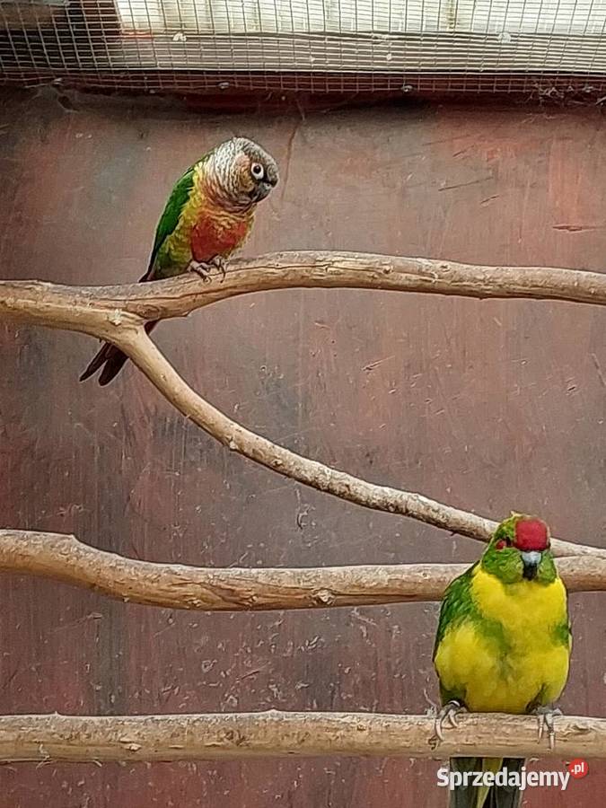 Papuga Rudosterka Ptaki Nowa Sól sprzedam