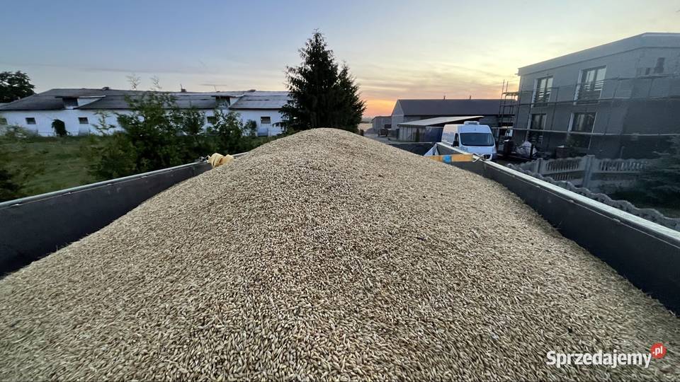 Jęczmień ozimy Sandrą Godziesze Wielkie